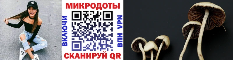 Галлюциногенные грибы Psilocybe  Купить закладки  Дятьково 